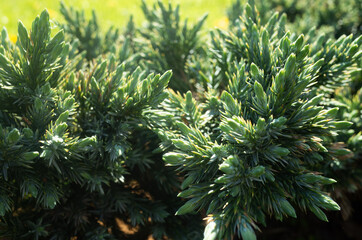 Creeping juniper in the garden background. Green leave texture