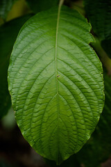 green leaf background