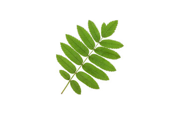 Rowan green leaf isolated on white background - obrazy, fototapety, plakaty