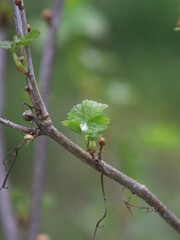 A small bird perched on a tree branch