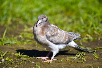 A young and fledgling pigeon chick sits on the lawn among the grass. A thoroughbred bird with a ring on its paw.