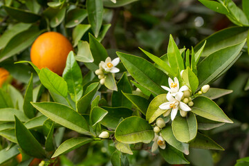 Fresh orange blossom on orange tree