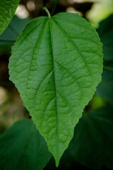 close up of green leaf