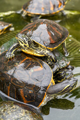 Close-up of a group of flame turtles in the pool