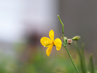 the yellow greater celandine flower on the grey rainy blur background