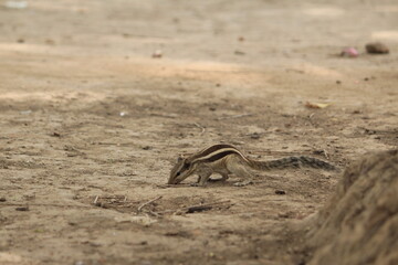 chipmunk on the ground