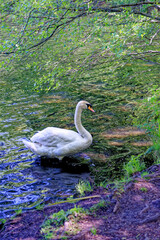 Swan swimming across Virginia waters - UK