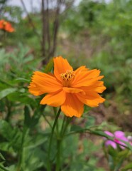 butterfly on a flower
