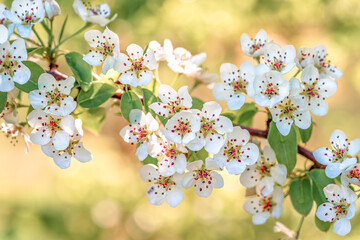 Flowers of pear tree close up, natural background. Fruit tree blossom close-up. Shallow depth of field. Spring flowers