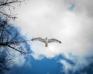 seagull in flight