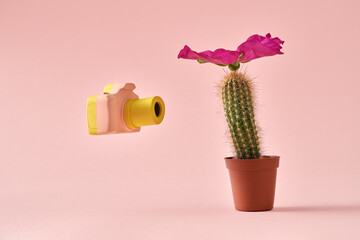Plastic camera photographing a cactus with a rose flower on its head