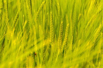 Obraz premium Closeup of a blurry wheat field.