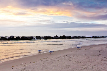 Three seagulls during sunset on the seashore of Wustrow on the Fischland-Dar&szlig;-Zingst peninsula, Germany.
