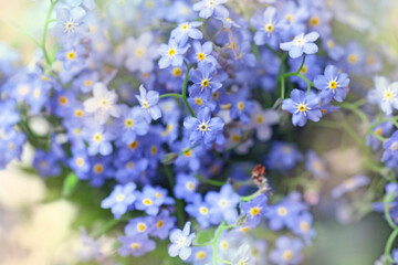 Delicate blue flowers forget-me-nots