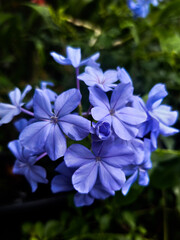 forget me not flowers,They are blooming