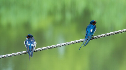 Barn swallow (Hirundo rustica), Nature reserve, Carska bara, Serbia