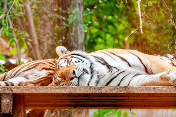 Portrait of a tiger while sleeping