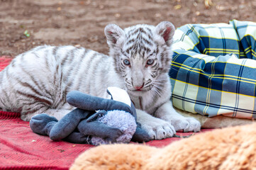 Portrait of a baby white tiger with plushes
