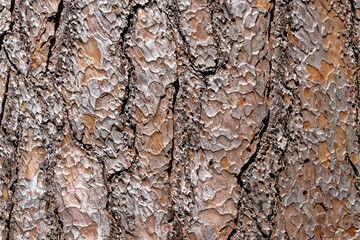 Close-up of the bark of a pine tree - Nature background