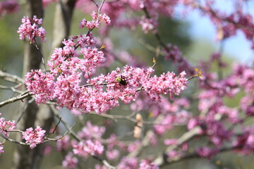 spring bloom flower bee