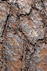 Close-up of the bark of a pine tree - Nature background