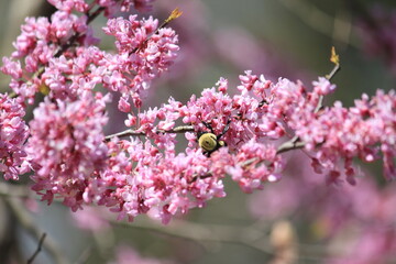 Obraz na płótnie Canvas spring bloom flower bee