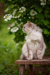 Fototapeta na wymiar Photo of a fluffy gray cat near a flowering bush.