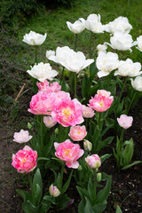 Amazing white tulip flowers blooming in a tulip field, against the background of blurry tulip flowers