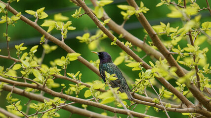 Starling sitting on a branch of a tree in the spring