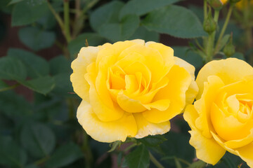 美しい黄色いばらの満開の風景