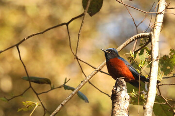 Male Chestnut Bellied Rockthrush - Monticola rufiventris, Sattal, Uttarakhand, India