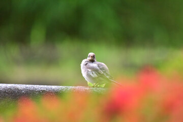 見つめるセキレイの幼鳥
