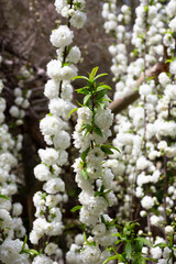 close-up Chinese bush cherry Prunus glandulosa Alba plena called Chinese plum or dwarf flowering...