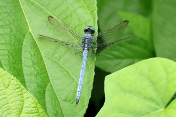 Male Blue Marsh Hawk Dragonfly-Orthetrum Glaucum, Sindhudurg, Maharashtra, India