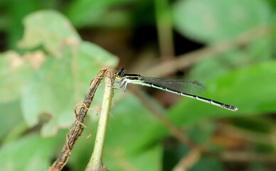 Female Splendid Dartlet-Agriocnemis splendidissima, Sindhudurg, Maharashtra, India