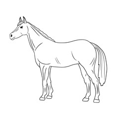 Outline vector standing Horse. Series of Livestock, Farm Animals. Hand drawn line art sketch, doodle, design element isolated for coloring book page, veterinary, equestrian sport. Rustic theme