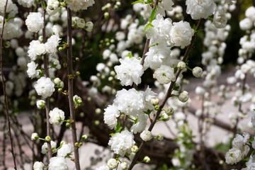 close-up Chinese bush cherry Prunus glandulosa Alba plena called Chinese plum or dwarf flowering almond close-up detailed photo - obrazy, fototapety, plakaty