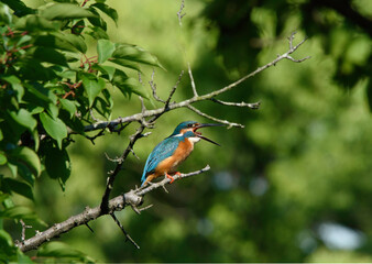 カワセミの横顔