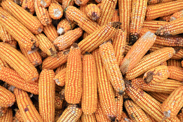 Fototapeta na wymiar Mature corncobs piled up in the countryside of North China