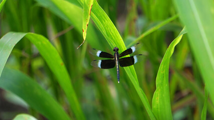 Neurothemis tullia, the pied paddy skimmer, is a species of dragonfly found in south and south-east Asia., Satara, Maharashtra, India