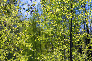 Green leaves on tree branches in a spring day in the forest. Natural green leaves plants using as spring background cover page environment ecology or greenery wallpaper.