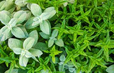 Different types and varieties of mint grow in the garden. Natural wallpaper. Aromatherapy. Nature.