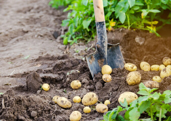 A fresh crop of potatoes lies on the field near the shovel against the backdrop of potato bushes. Harvesting, harvest. Organic vegetables. Agriculture and farming. Potato. Selective focus.