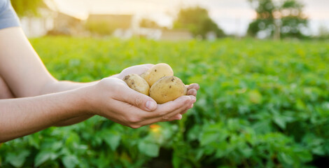 Fresh young potatoes in the hands of a farmer on the background of agricultural potato plantations. Harvesting agriculture crops. Fresh organic vegetables. Farming. Selective focus