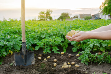 Fresh young potatoes in the hands of a farmer on the background of agricultural potato plantations. Harvesting agriculture crops. Fresh organic vegetables. Farming. Selective focus