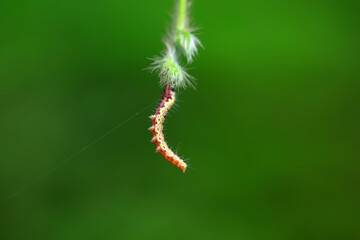 A Lepidoptera larva in nature, North China