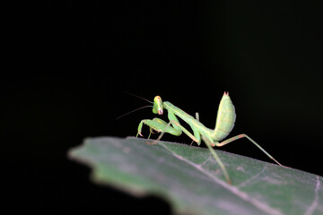 A mantis larva on the grass, North China