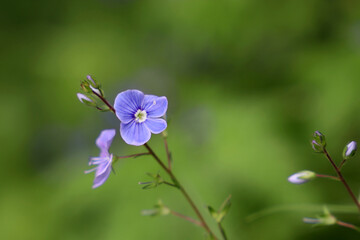 Blue flowers of Veronica chamaedrys on blurred green background. Summer meadow with wildflowers