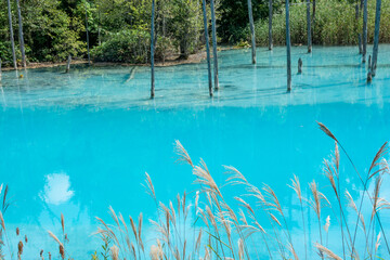 Fototapeta na wymiar 湖底が見える夏の青い池　美瑛町 