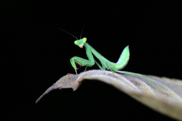 A mantis larva on the grass, North China